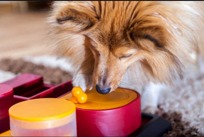 Care for Your Friend – Best Dog Bed in Market